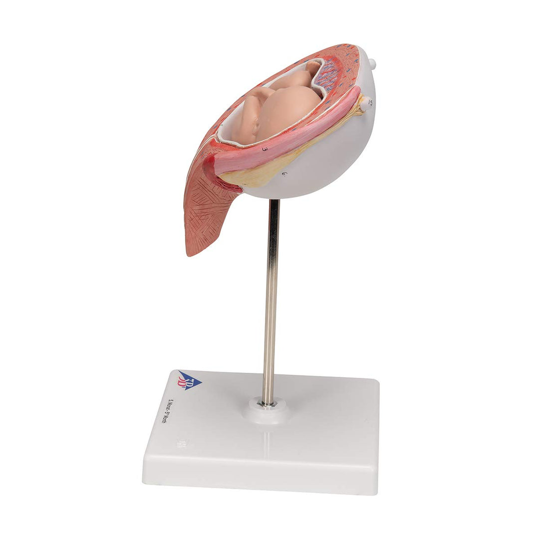 3B Scientific Menschliche Anatomie - Fetus, 5. Monat, Rückenlage + kostenlose Anatomie App - 3B Smar