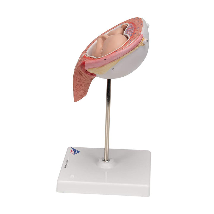 3B Scientific Menschliche Anatomie - Fetus, 5. Monat, Rückenlage + kostenlose Anatomie App - 3B Smar