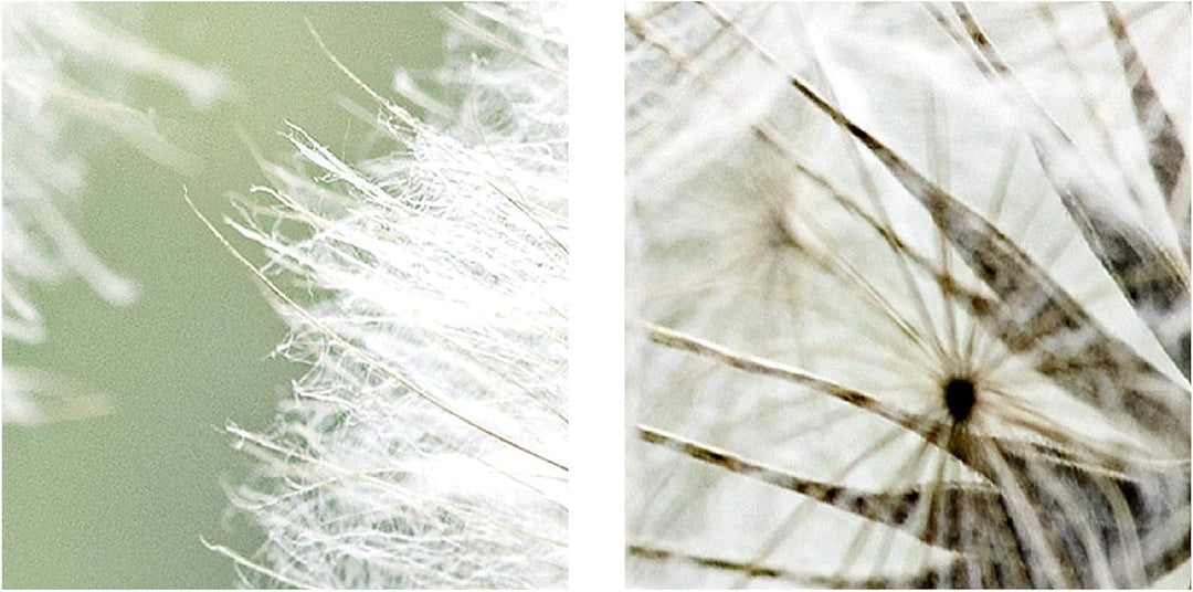 Runa Art Bild Wohnzimmer Schlafzimmer Pusteblume 5 Teilig Natur Grau Grün Wandbilder auf Vlies Leinw