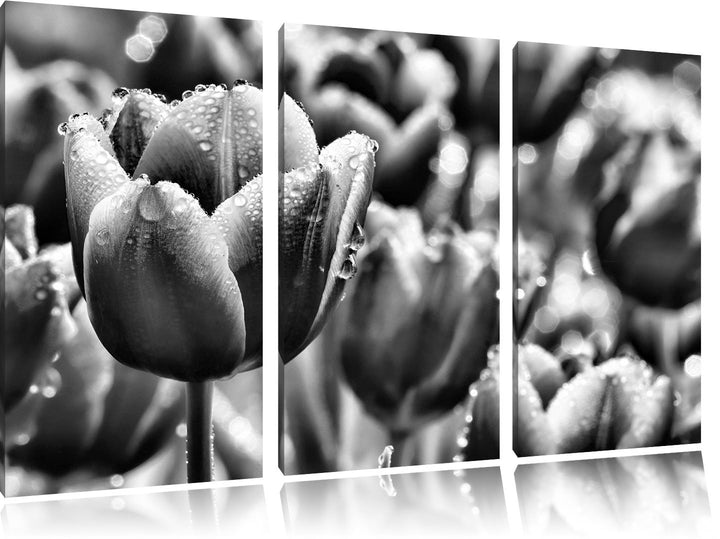 Pixxprint Tulpen mit Morgentau als Leinwandbild/Grösse: 3 Teilig (120x80) cm/Wandbild/Kunstdruck/fer