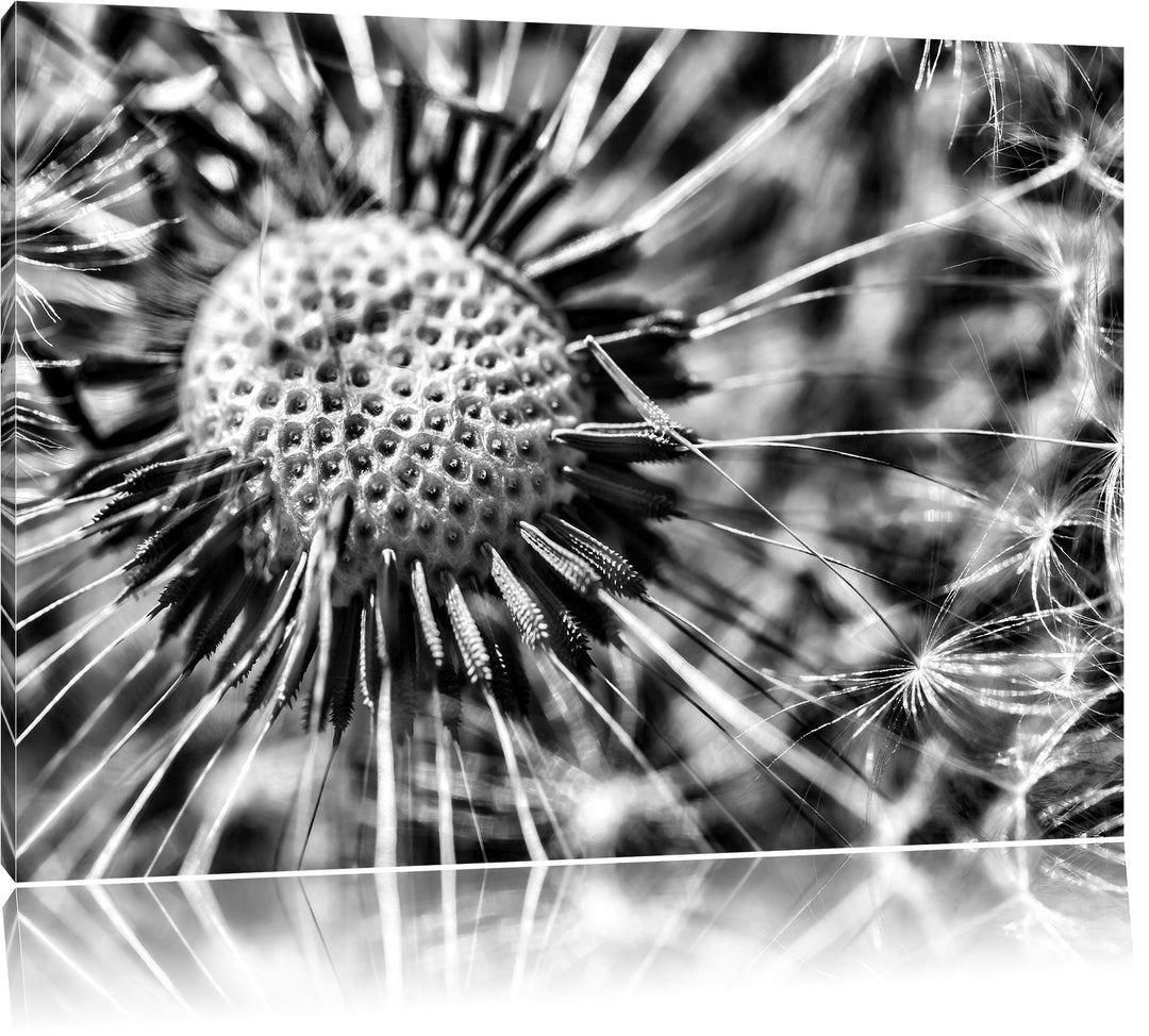 Monocrome, Pusteblume, Format: 100x70 auf Leinwand, XXL riesige Bilder fertig gerahmt mit Keilrahmen