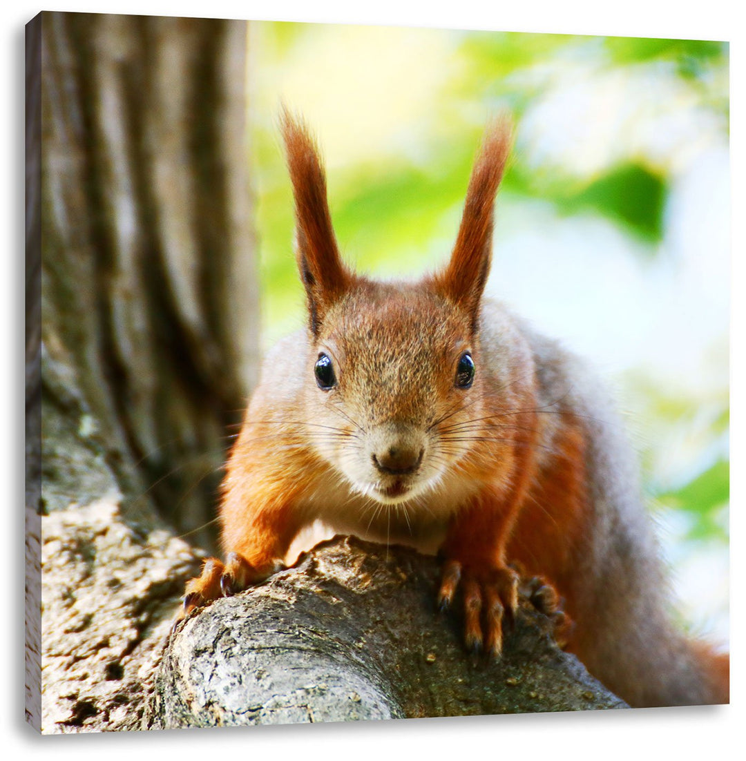 Pixxprint interessantes Eichhörnchen auf dem Baum, Format: 70x70 auf Leinwand, 70x70