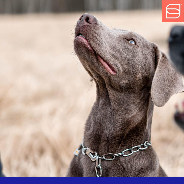 Sprenger Hundehalskette mit Sprenger Haken aus Edelstahl 3mm I Grösse individuell einstellbar I Hals