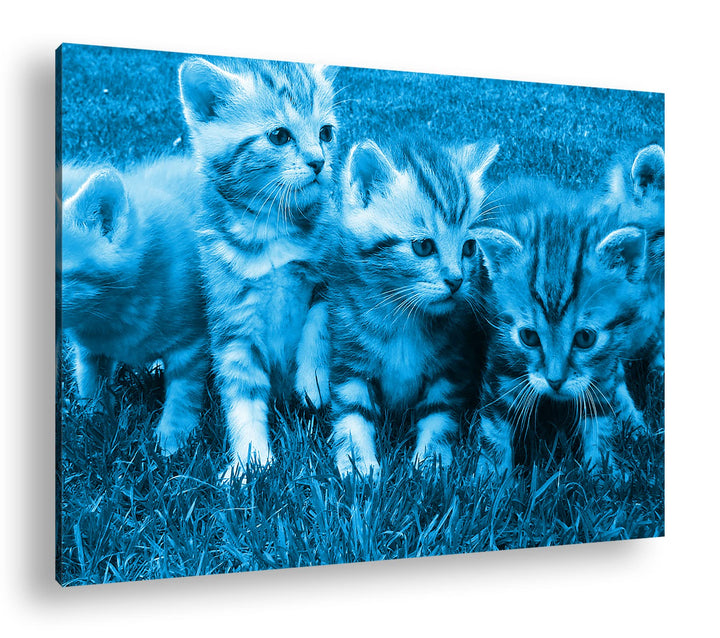 deyoli niedliche Katzenbabys auf der Wiese Format 120x80 Effekt: Monocrome Blau als Leinwandbild, Mo