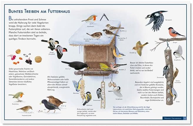 Wawra´s Naturtafeln Set 3 - mit 12 Lerntafeln im A3-Format zum Entdecken, Beobachten, Bestimmen - 41