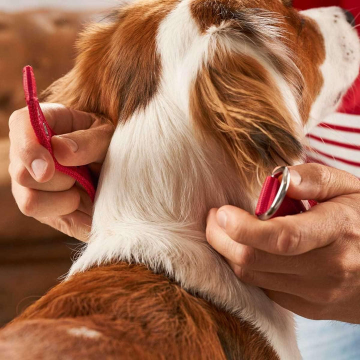 Hunter NEOPREN REFLECT FC Bayern München Hundehalsband, M-L (55), rot/grau Rot M-L (55), Rot M-L (55