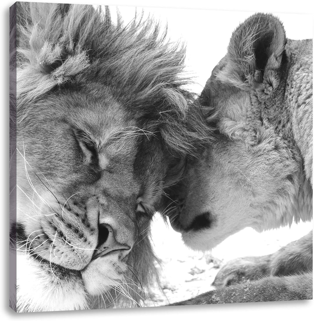 Pixxprint Bezauberndes kuschelndes Löwenpaar schwarz/weiss, Format: 70x70 auf Leinwand, 70x70