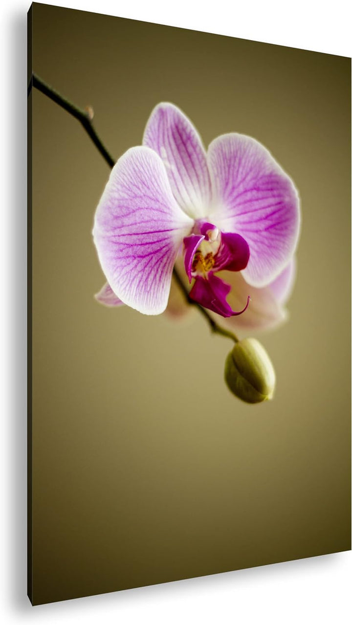 deyoli zauberhafte Orchidee Format: 100x70 als Leinwandbild, Motiv fertig gerahmt auf Echtholzrahmen