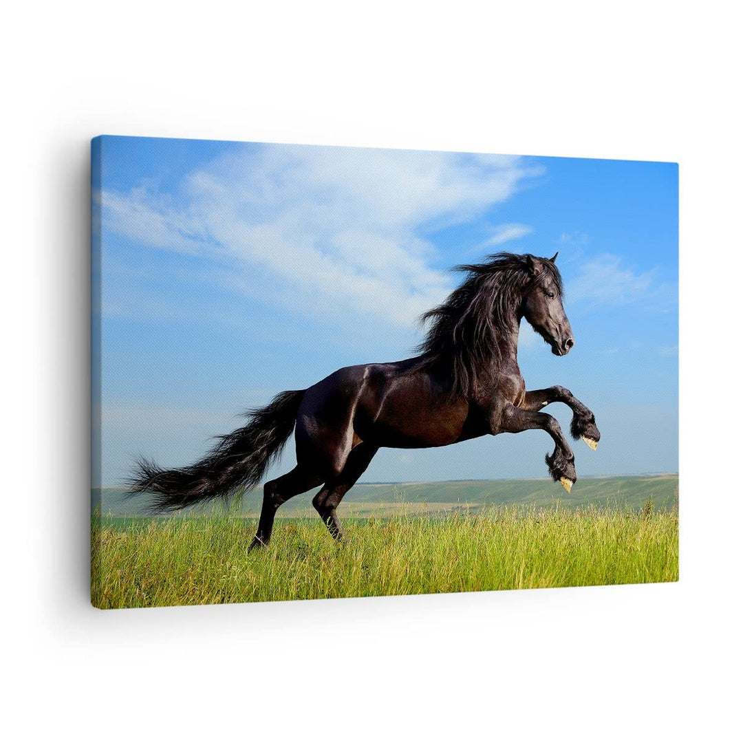 Bilder auf Leinwand Schwarzes Pferd Pferd Galopp Leinwandbild 70x50cm Wandbilder Dekoration Wohnzimm