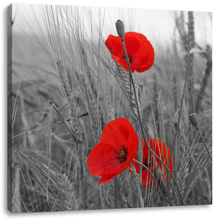 Pixxprint Mohnblumen im Getreidefeld als Leinwandbild/Grösse: 70x70 cm/Wandbild/Kunstdruck/fertig be