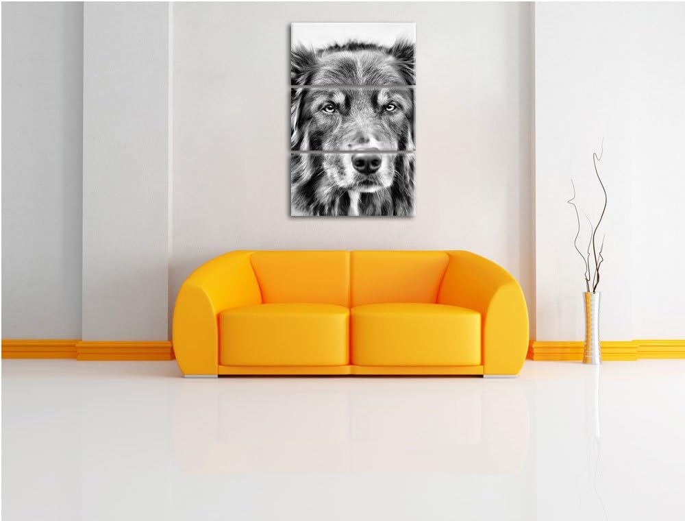 Monocrome, Australien Shepherd Mischling 3-Teiler Leinwandbild 120x80 Bild auf Leinwand