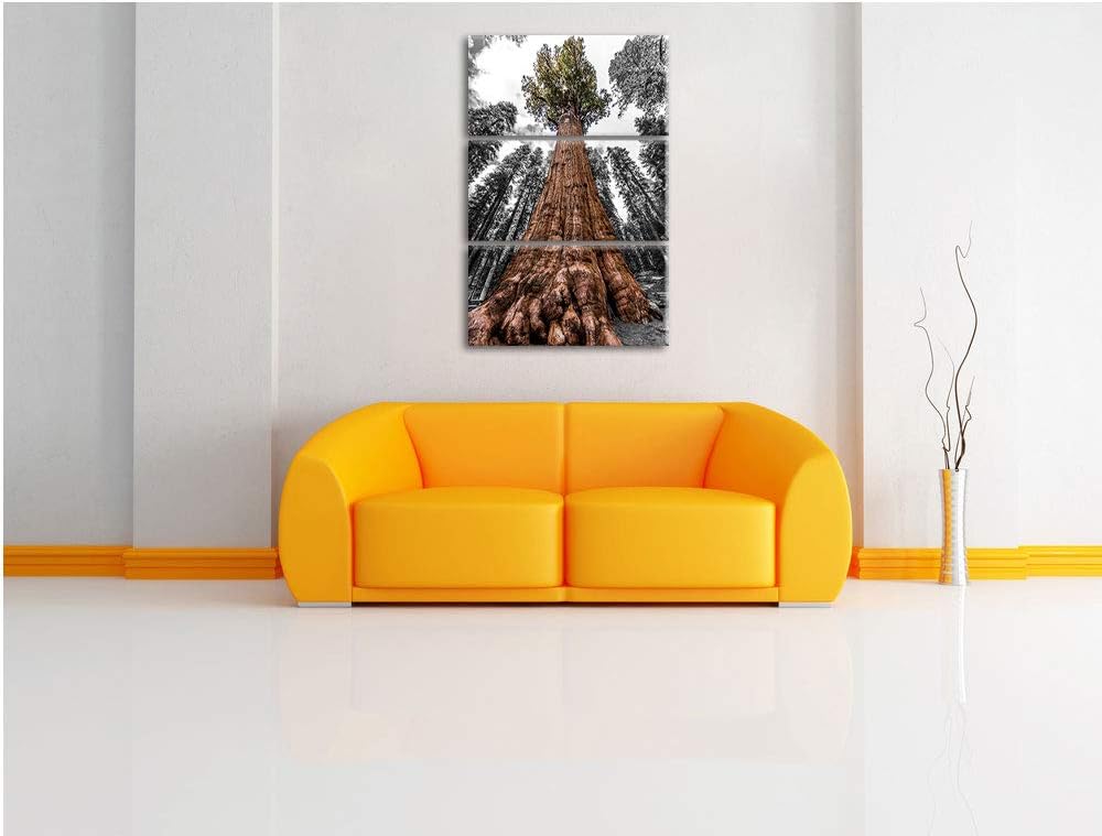 Wald Riesenbaum Regenwald Nebel schwarz/weiss 3-Teiler Leinwandbild 120x80 Bild auf Leinwand, XXL ri