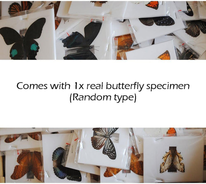 48Stk Tiere Insekten Pflanzen Blumen Kunststoff Mikroskop Folien Set Schmetterling Muster Color: B,