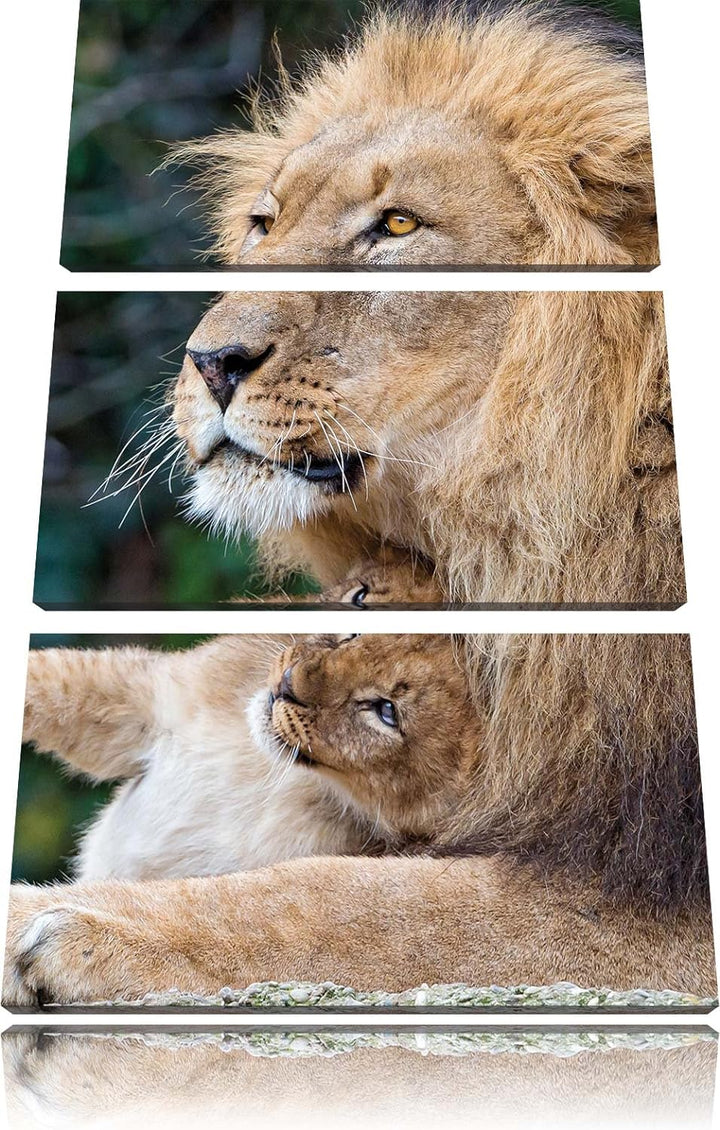 Pixxprint liebevoller Löwe mit Jungtier als Leinwandbild/Grösse: 3 Teilig (120x80) cm/Wandbild/Kunst
