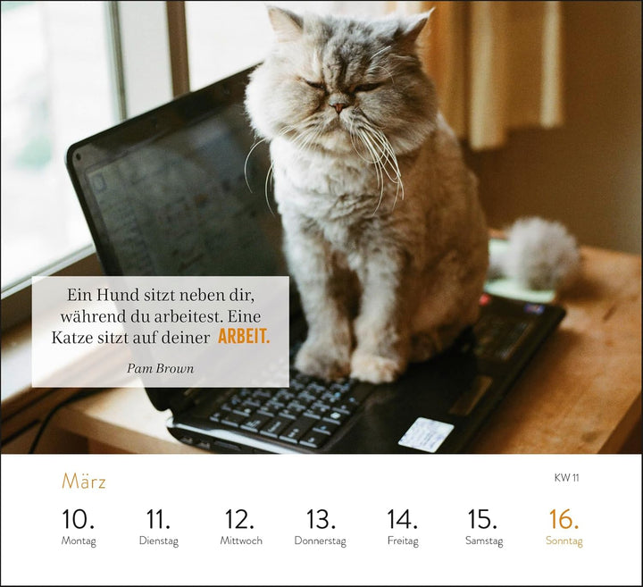 Wochenkalender 2025: Kluge Katzen: Katzenkalender zum Aufstellen mit Wochenkalendarium, Tischkalende