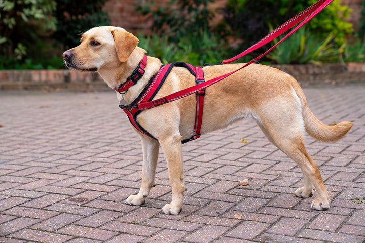 HALTI Comfy Hundegeschirr - Fleecefutter mit 3M-Reflektorgewebe, Befestigung vorne und hinten für zu
