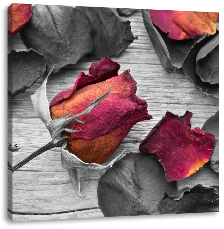 Pixxprint getrocknete Rosen auf Holztisch als Leinwandbild/Grösse: 70x70 cm/Wandbild/Kunstdruck/fert