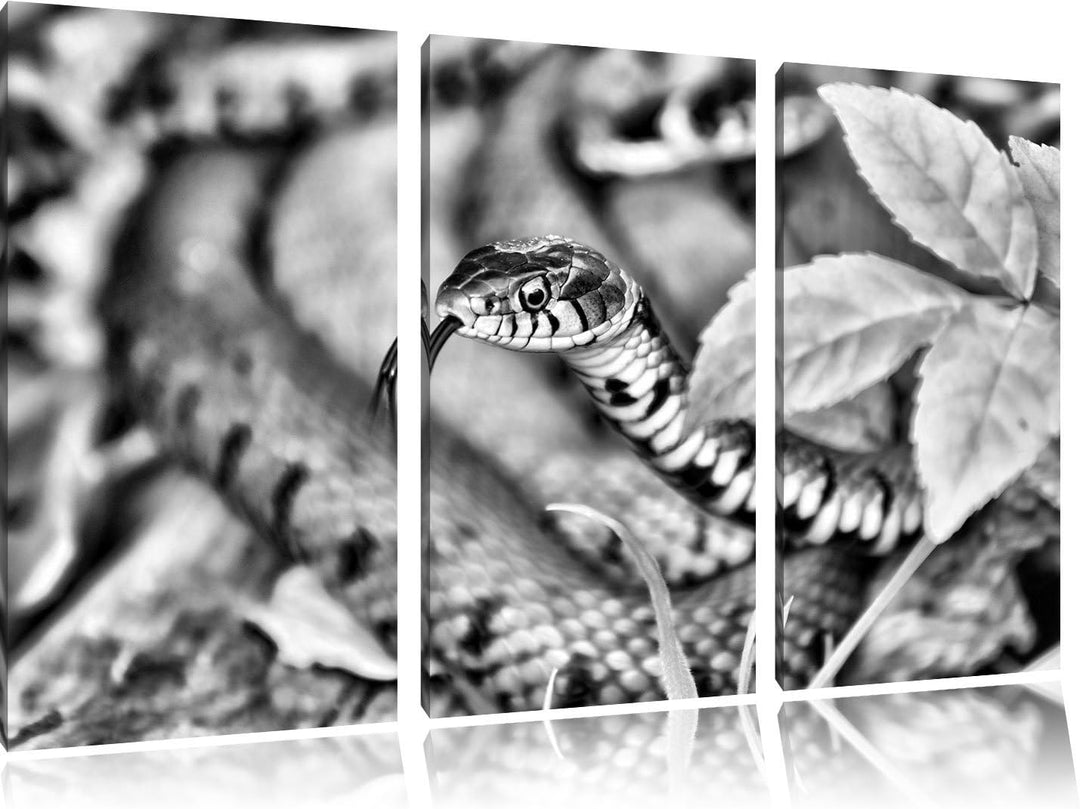 Pixxprint beeindruckende Schlange als Leinwandbild | Grösse: 3 Teilig (120x80) | Wandbild| Kunstdruc