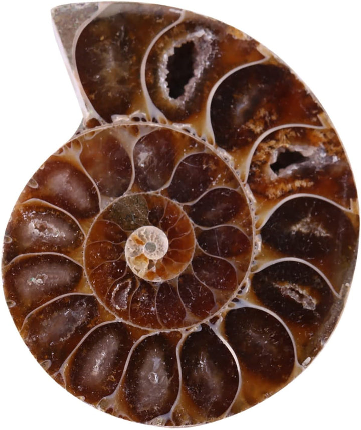2 X AmmonitExemplar, Natürliches AmmonitExemplar Shell Madagaskar(4cm/1.57inch), 4cm/1.57inch