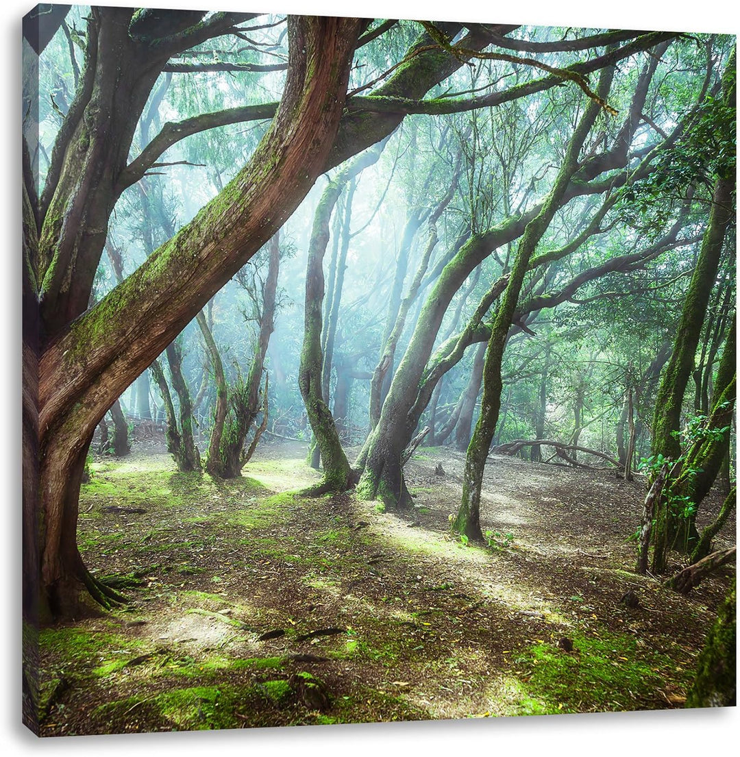 Pixxprint Wald, Format: 70x70 auf Leinwand, XXL riesige Bilder fertig gerahmt mit Keilrahmen, Kunstd