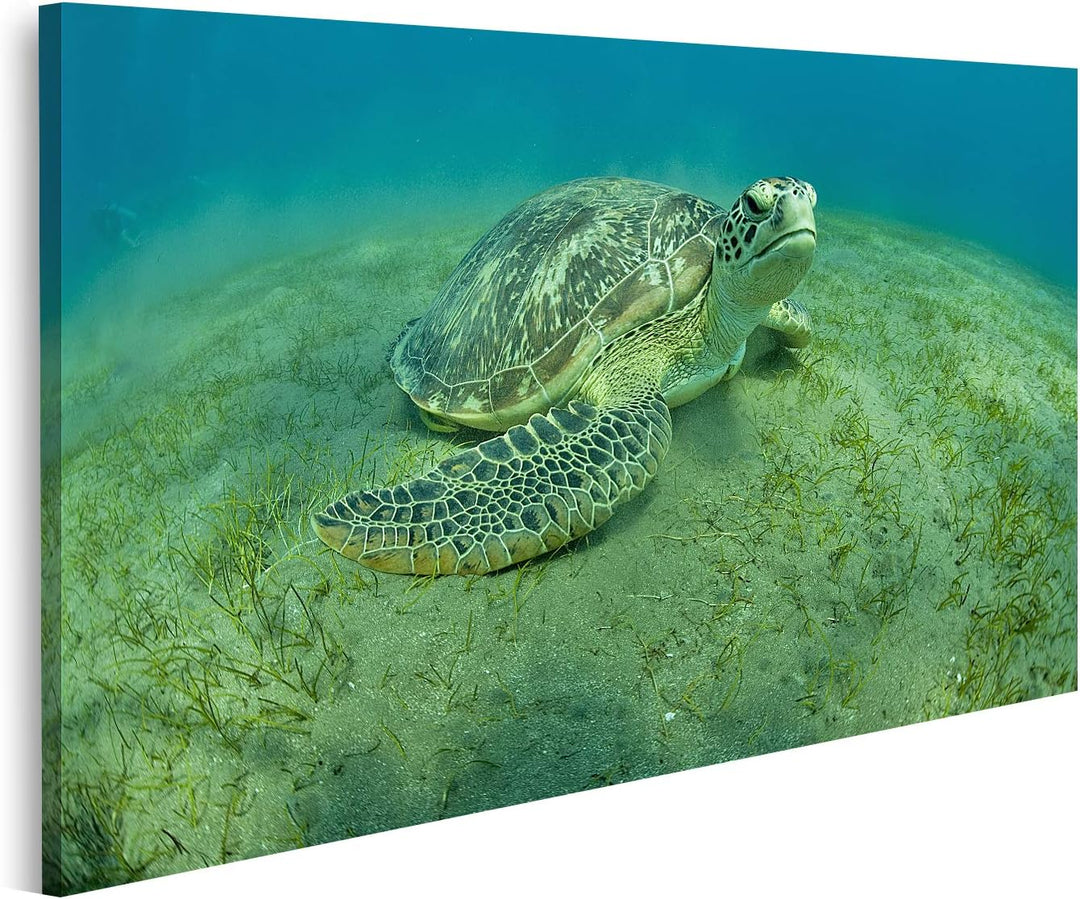 islandburner Bild auf Leinwand Grüne Schildkröte Unterwasser Bilder Wandbilder Poster, 80L x 40B cm