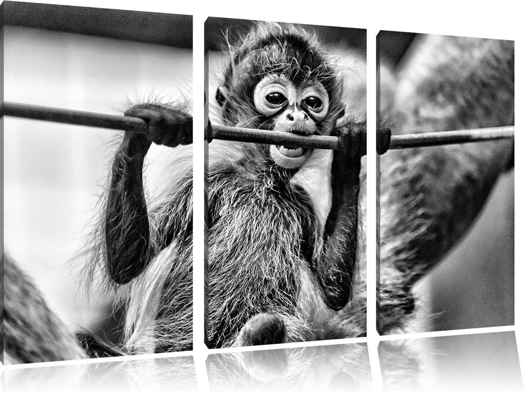 Pixxprint Orang-Utan-Junges isst als Leinwandbild/Grösse: 3 Teilig (120x80) cm/Wandbild/Kunstdruck/f