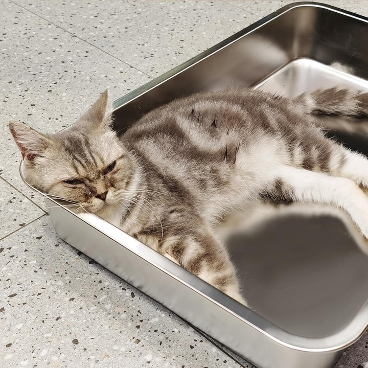 IKITCHEN Grosse Katzentoilette Edelstahl(60×40×10cm), Litter Box Katzenklo, Katzen und Kaninchen Met