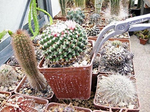 Tangen voor cactus