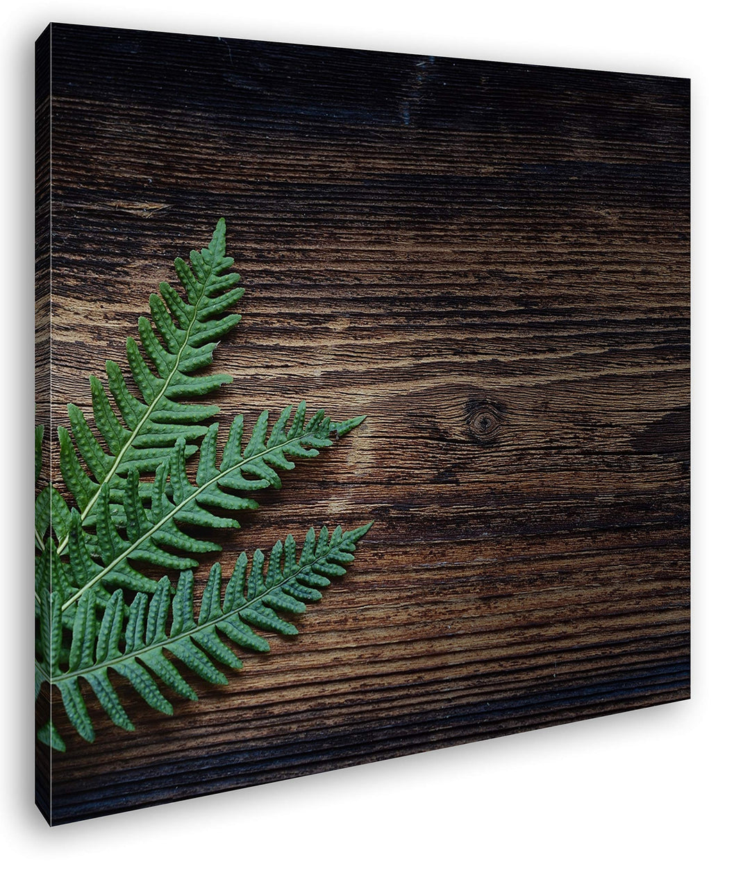 deyoli Kleiner grüner Farn auf Einer Holztischplatte Format: 60x60 als Leinwand, Motiv fertig gerahm