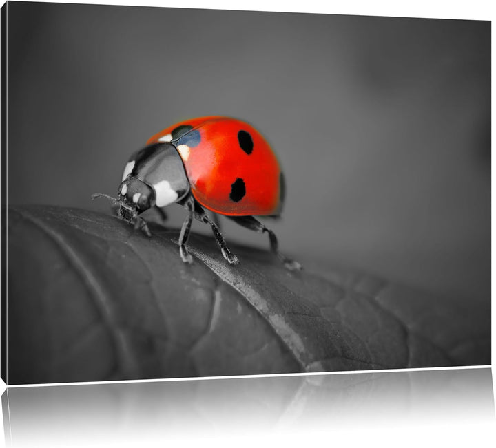 Pixxprint Marienkäfer auf Blatt als Leinwandbild/Grösse: 100x70 cm/Wandbild/Kunstdruck/fertig bespan