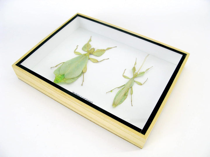 Echte präparierte und riesige Insekten, Cicaden und Krabbler im Schaukasten aus Holz hinter Glas (2