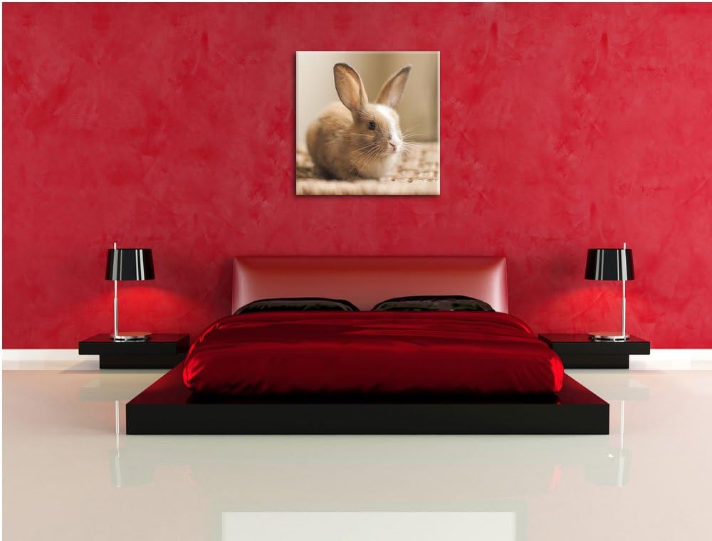 Pixxprint Süsses Kaninchen, Format: 70x70 auf Leinwand, XXL riesige Bilder fertig gerahmt mit Keilra
