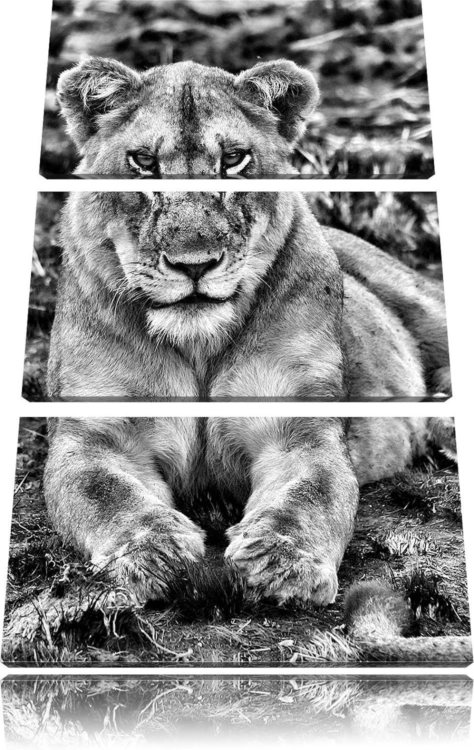 Pixxprint Monocrome, Löwin ruht auf Boden 3-Teiler Leinwandbild 120x80 Bild auf Leinwand