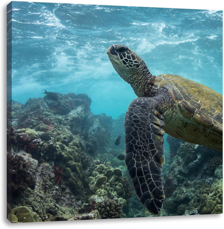 Schildkröte im Pazifik, Format: 70x70 auf Leinwand, XXL riesige Bilder fertig gerahmt mit Keilrahmen
