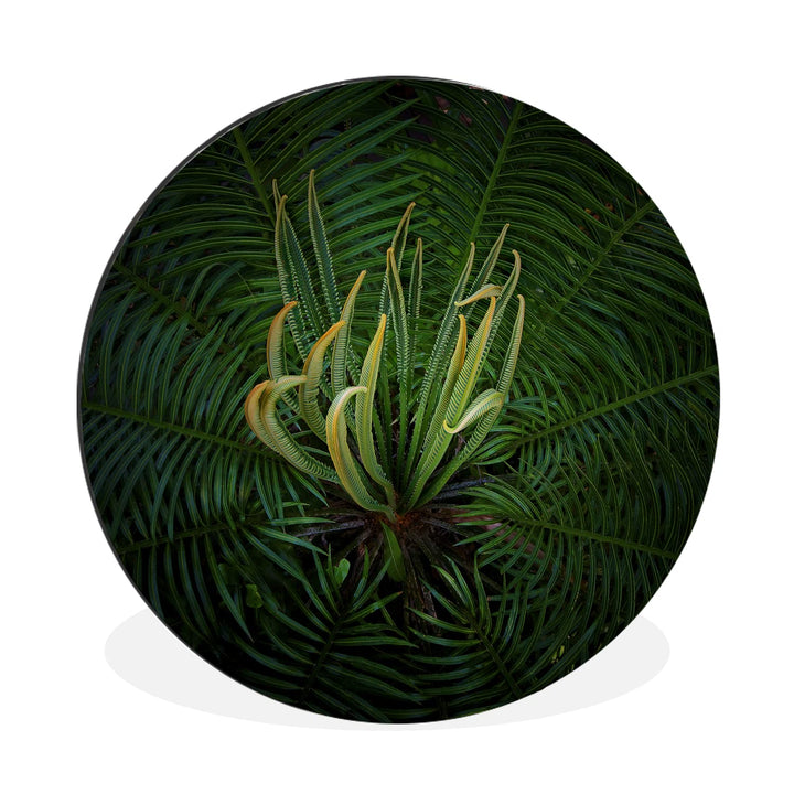 MuchoWow Wandbild Rund Wanddeko Deko Wohnzimmer Bilder 60x60 cm Eine blühende Cycad-Pflanze auf schw