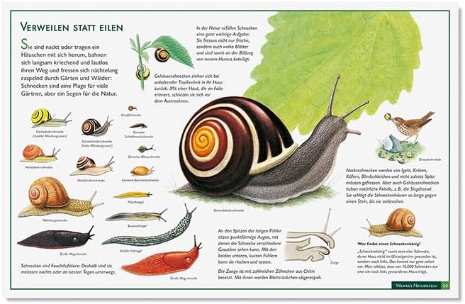 Wawra´s Naturtafeln Set 3 - mit 12 Lerntafeln im A3-Format zum Entdecken, Beobachten, Bestimmen - 41
