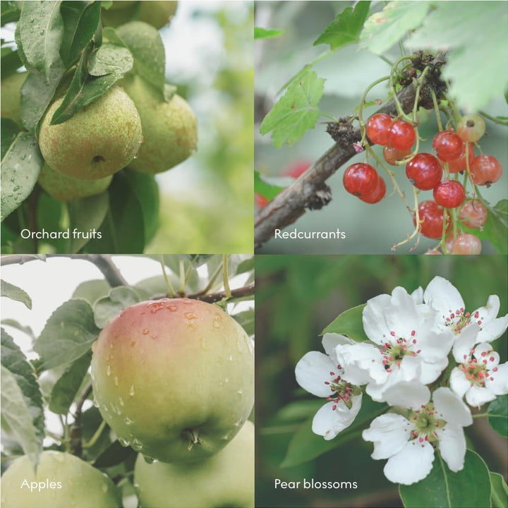 Skandinavisk FJORD Mini Duftkerze. Duftnoten: Apfel- und BirnenbluÌˆte, ObstgartenfruÌˆchte und rote