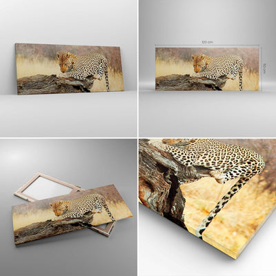 Wandbilder Dekoration Wohnzimmer Afrika Leopard Katze Safari Panorama Bilder auf Leinwand 120x50cm L