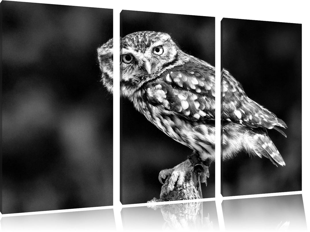 Pixxprint kleine Eule als Leinwandbild/Grösse: 3 Teilig (120x80) cm/Wandbild/Kunstdruck/fertig bespa