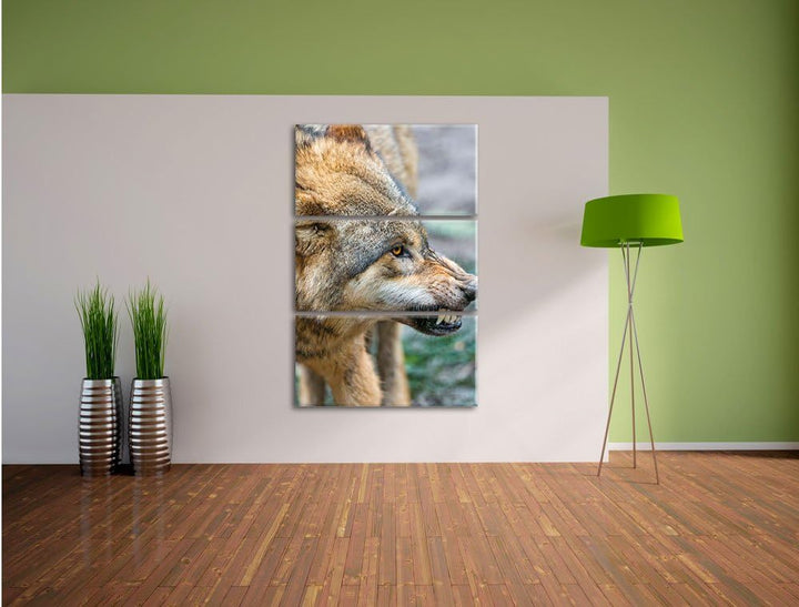 Pixxprint knurrender Wolf 3-Teiler Leinwandbild 120x80 Bild auf Leinwand
