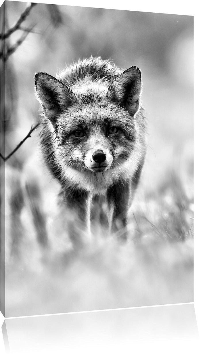 Pixxprint Schleichender Fuchs / 100x70cm Leinwandbild bespannt auf Holzrahmen/Wandbild Kunstdruck De
