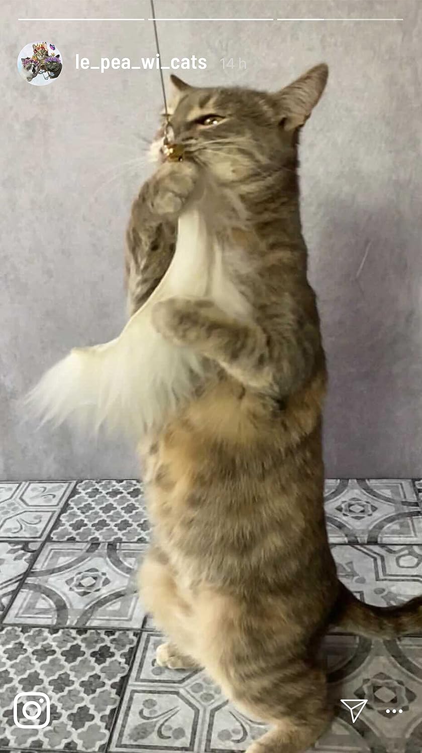 Katzenangel Katzenspielzeug | Stabiler Langer Draht mit 4 Anhängern zum Wechseln mit Federn, echtem