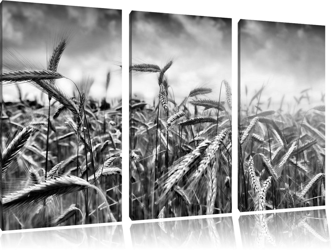 Pixxprint Getreide im Sonnenlicht als Leinwandbild 3 teilig/Grösse: 3 Teilig (120x80) / Wandbild/Kun