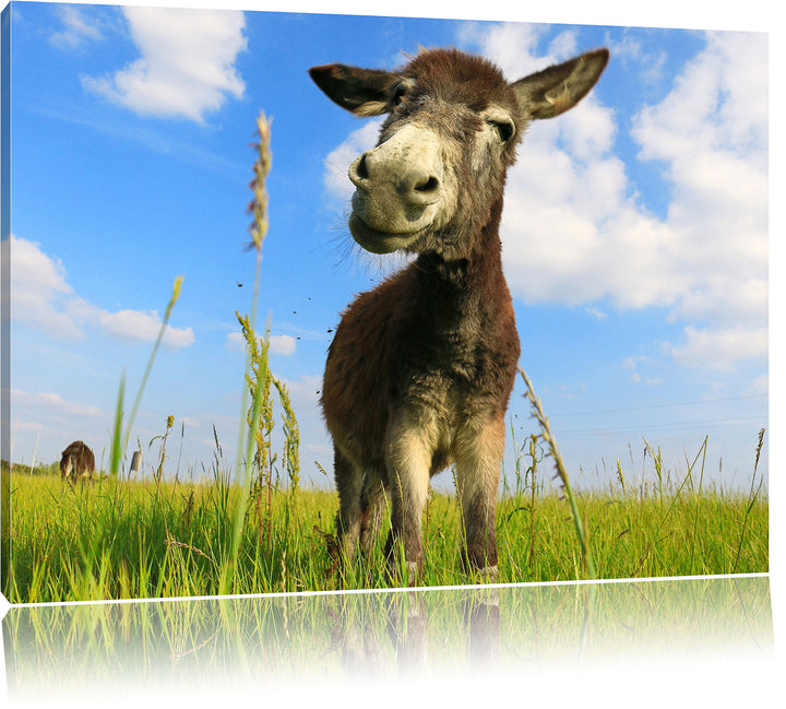 Pixxprint Esel in einem Feld in sonnigen Tag, Format: 100x70 auf Leinwand, 100x70