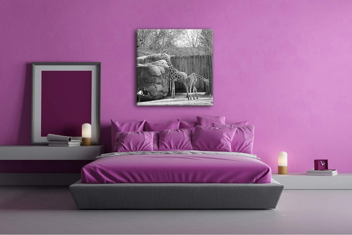 deyoli Zwei Giraffen in Einem Gehege Format: 60x60 Effekt: Schwarz&Weiss als Leinwandbild, Motiv auf