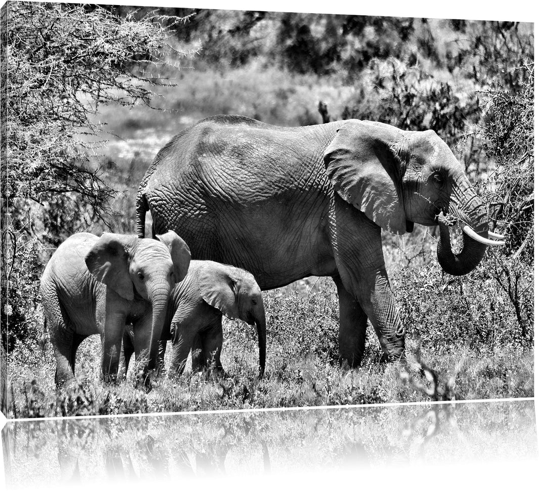 Pixxprint Monocrome, friedliche Elefantenfamilie, Format: 100x70 auf Leinwand, 100x70