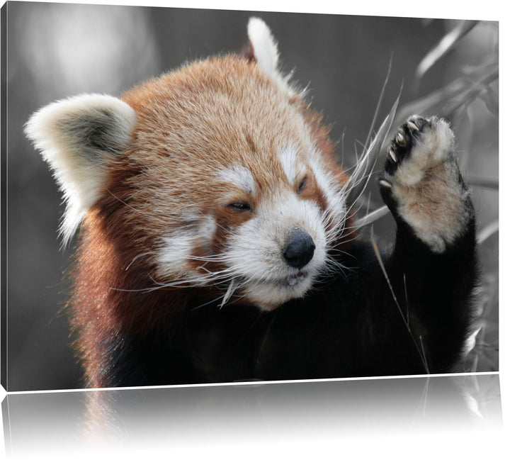 süsser Panda sagt Hallo schwarz/weiss Format: 100x70 auf Leinwand, XXL riesige Bilder fertig gerahmt