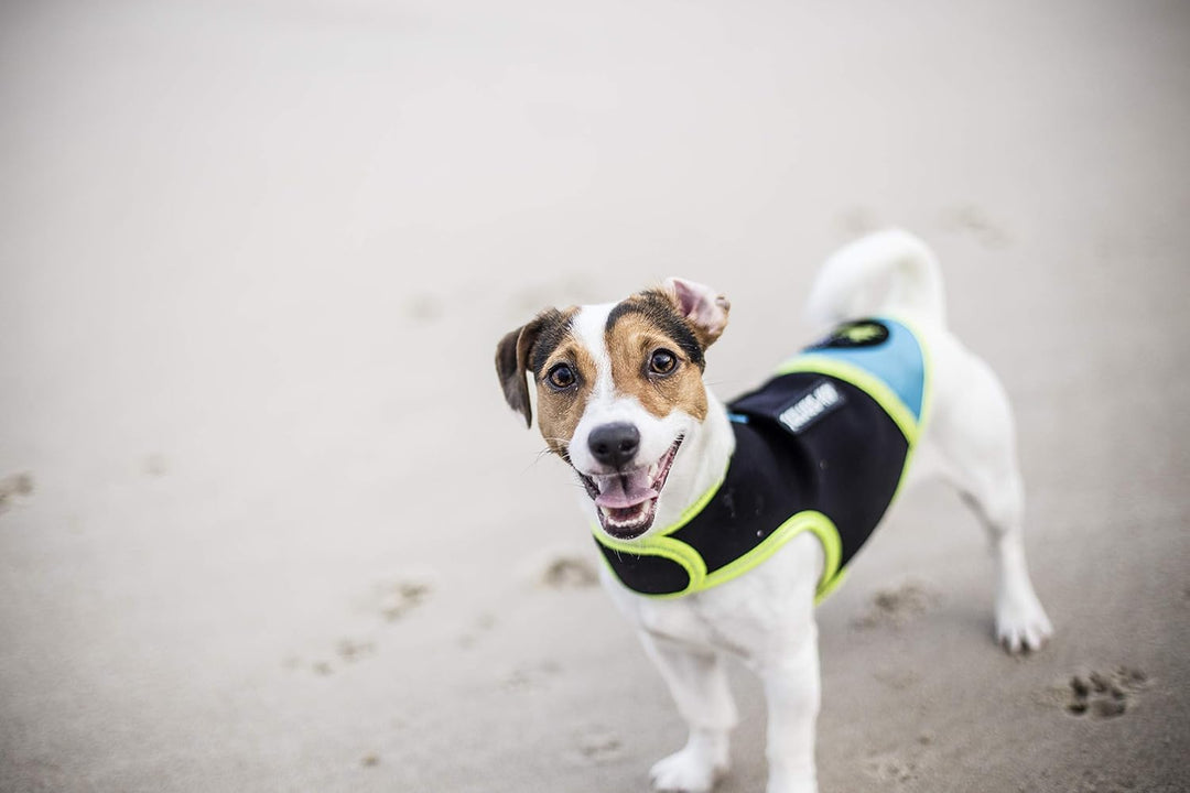 JULIUSK-9, IDC Neoprene Hundekleidung, Size: Baby 1, Schwarz und Aquamarine Baby 1 Schwarz und Aquam