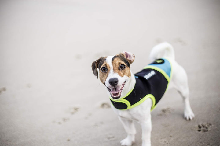 JULIUSK-9, IDC Neoprene Hundekleidung, Size: Baby 1, Schwarz und Aquamarine Baby 1 Schwarz und Aquam