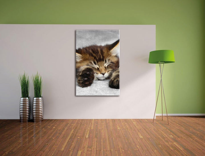 Pixxprint schlafende Katze mit grossen Ohren als Leinwandbild/Grösse: 100x70 / Wandbild/Kunstdruck/f